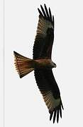 Red Kite