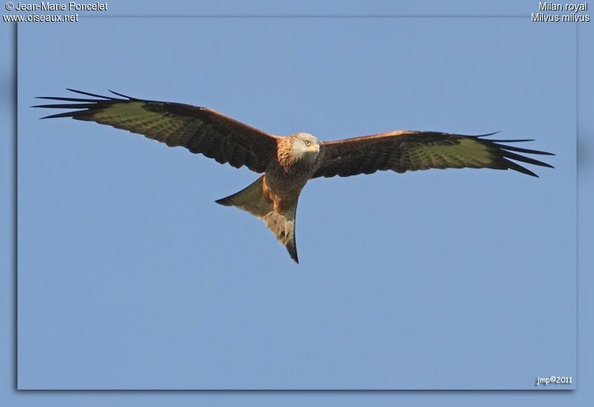 Red Kite