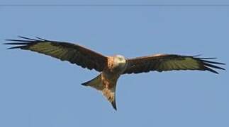 Red Kite