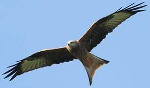 Red Kite