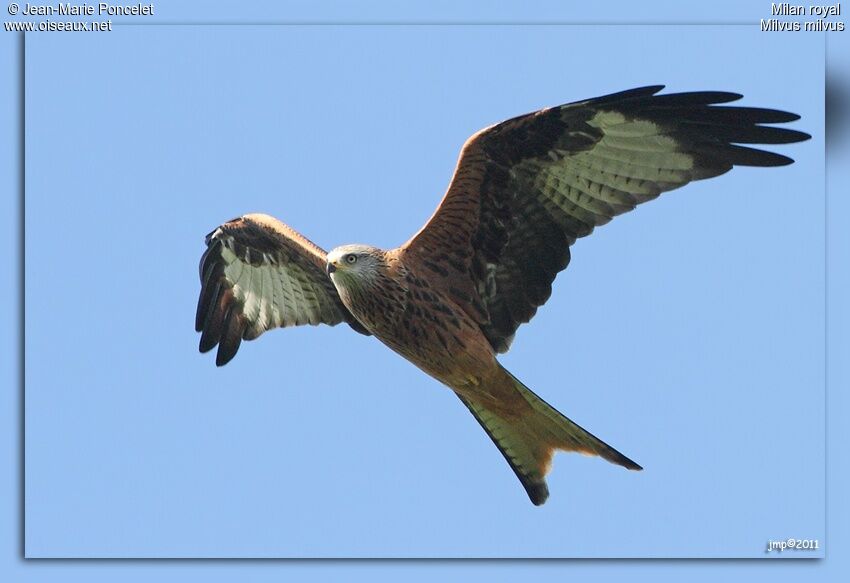 Red Kite