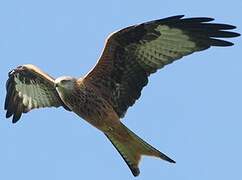 Red Kite