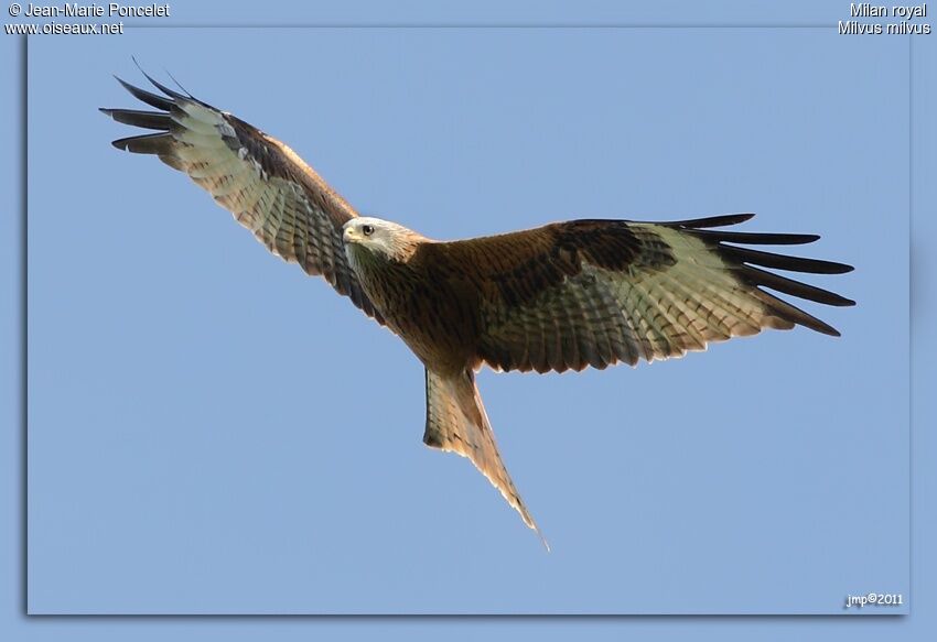 Red Kite