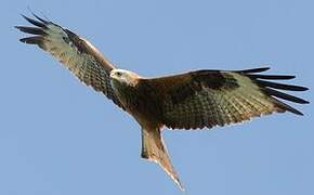 Red Kite