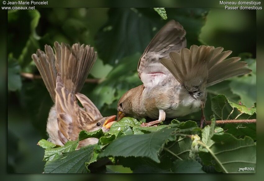 House Sparrow