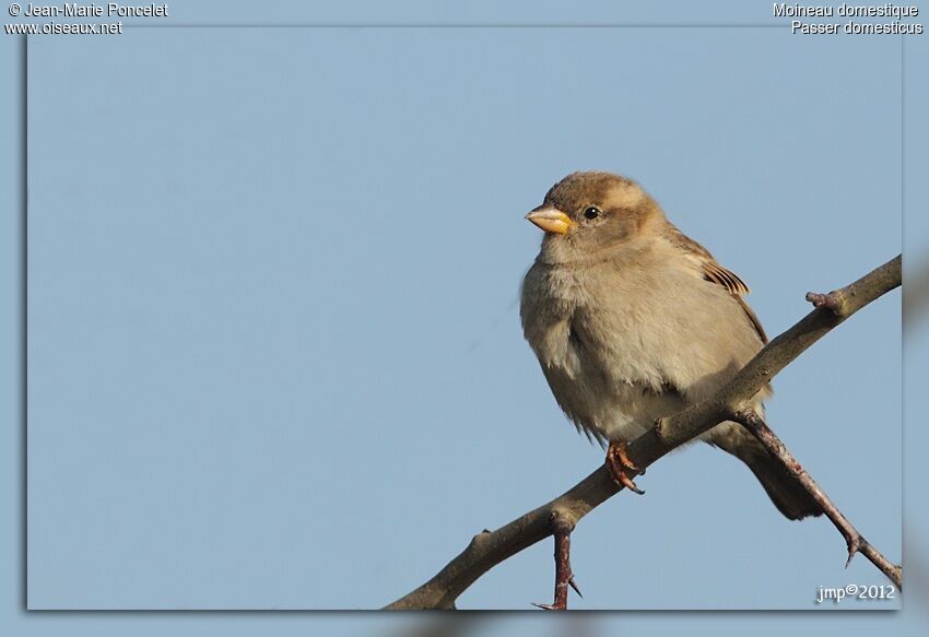 House Sparrow