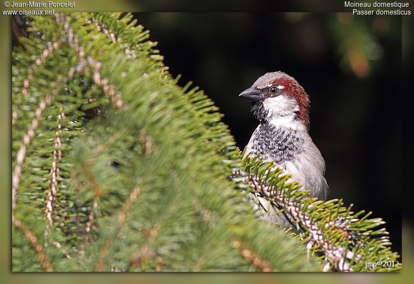 House Sparrow