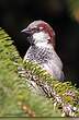 Moineau domestique