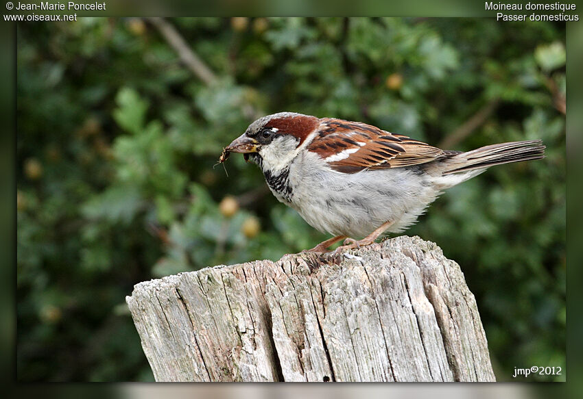 Moineau domestique