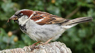 Moineau domestique