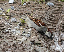 House Sparrow