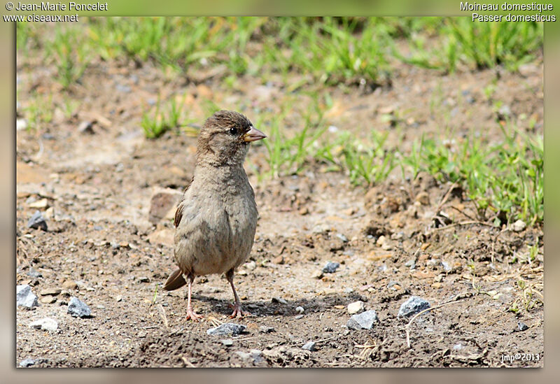 Moineau domestique