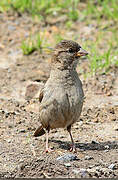 House Sparrow