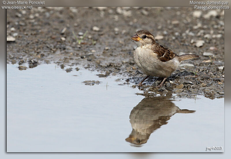 House Sparrow