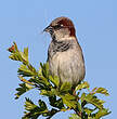 Moineau domestique