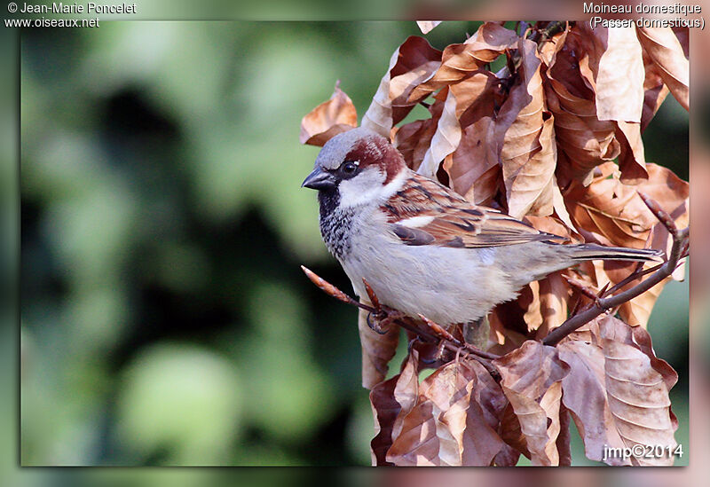 House Sparrow