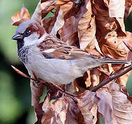 House Sparrow