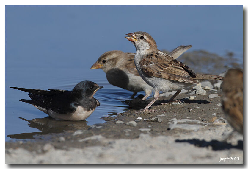 House Sparrow