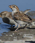 House Sparrow