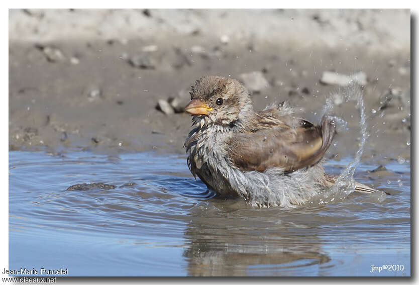 Moineau domestique femelle, soins