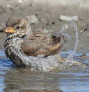 House Sparrow