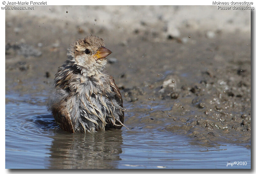 Moineau domestique