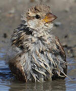 House Sparrow