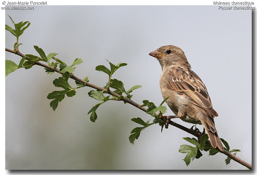 Moineau domestique