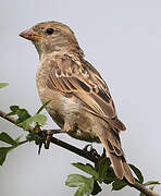 House Sparrow