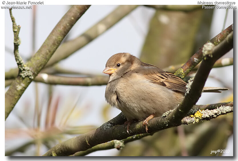 House Sparrow