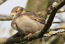 Moineau domestique