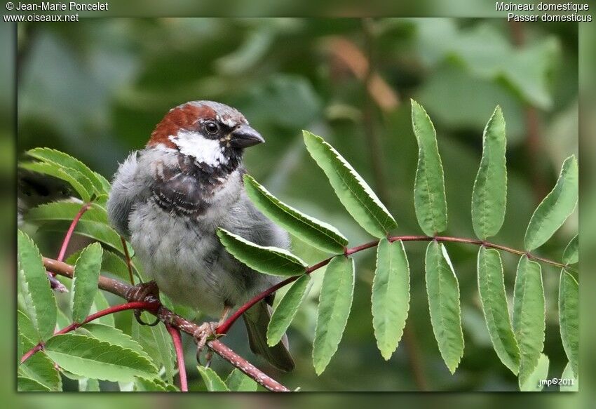 House Sparrow male adult