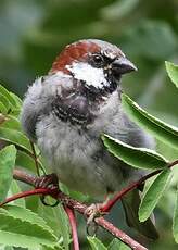 Moineau domestique