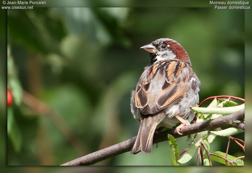 Moineau domestique mâle adulte