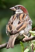 House Sparrow