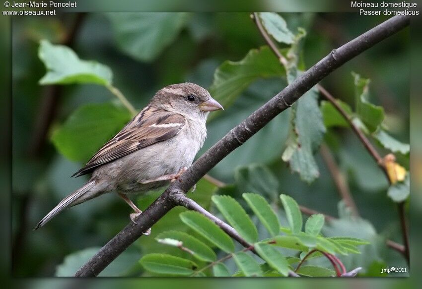 House Sparrow