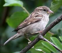 House Sparrow