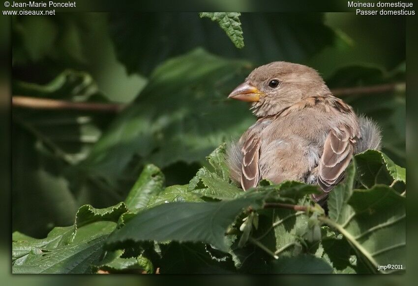 House Sparrow