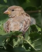 Moineau domestique