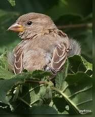 Moineau domestique