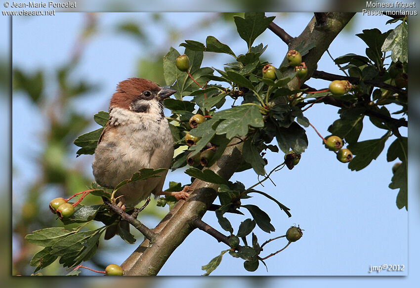 Moineau friquet