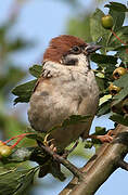 Eurasian Tree Sparrow