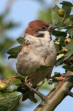 Moineau friquet