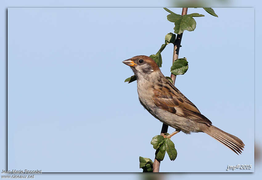 Eurasian Tree SparrowFirst year