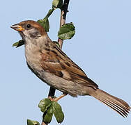 Eurasian Tree Sparrow