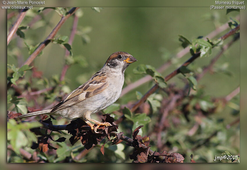 Eurasian Tree Sparrow