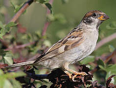 Eurasian Tree Sparrow