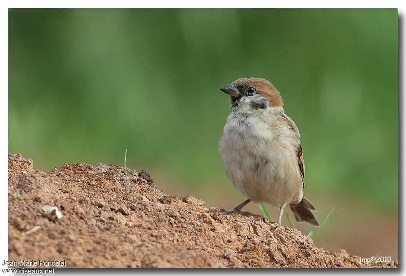 Eurasian Tree SparrowFirst year