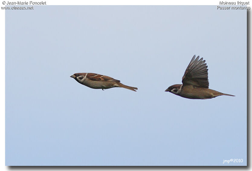 Eurasian Tree Sparrow