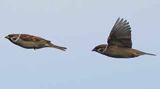 Eurasian Tree Sparrow